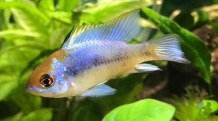 ramirezi femelle ? Quelqu'un·e a un avis ?