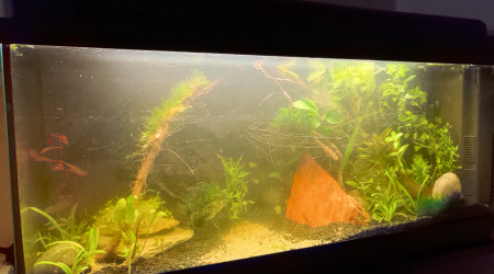 La jungle pleine et encore un peu trouble.