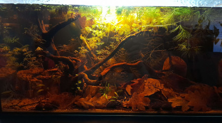 aquarium Spécifique betta