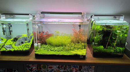 aquarium 70l hollandais