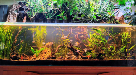 aquarium Communautaire 850 litres