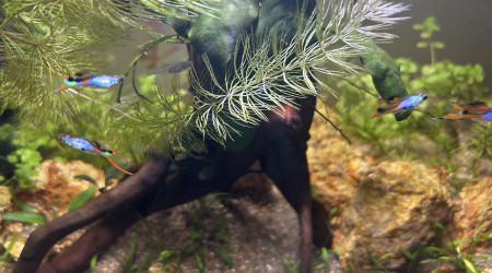 Guppy Endler mâles sélection 1