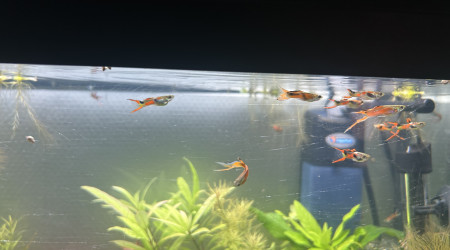 Guppy Endler mâles sélection 2
