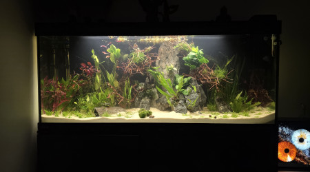 aquarium Bac 240l asiatique