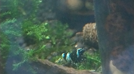 Bee Panda et Blue Panda