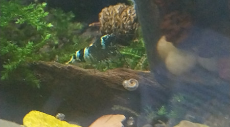 Bee Panda et Blue Panda