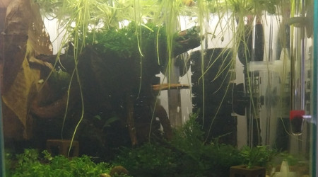 aquarium 14.7L Spé Caridina Black et Blue Panda