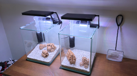 aquarium shrimp Park