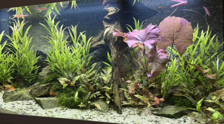 aquarium Aquarium communautaire eau douce