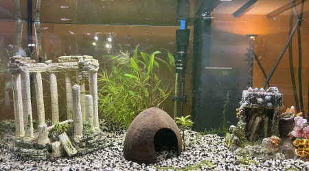 aquarium Aqua nano
