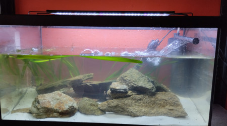aquarium 60 l