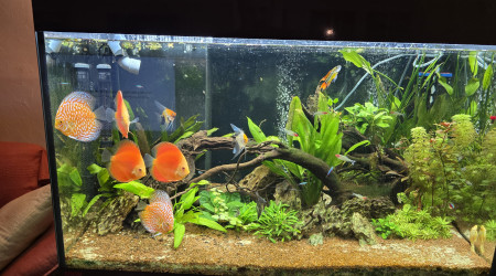 aquarium Bac discus