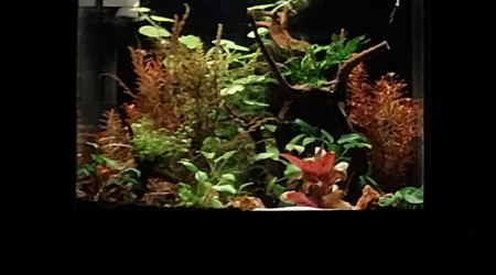 aquarium Bassine de 90L