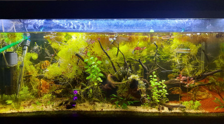 aquarium 140L