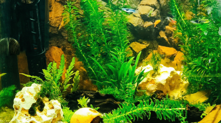 aquarium Endler_crevettes
