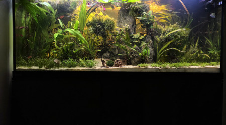 aquarium Bac 240l asiatique