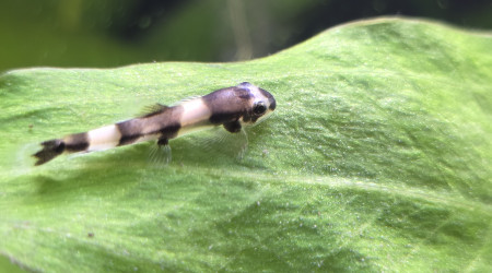 Protomyzon (Yaoshania) pachychilus