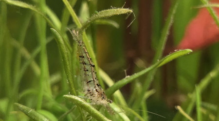 Caridina david morphe naturelle