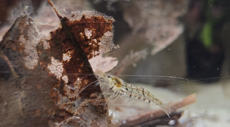 Caridina david morphe naturelle