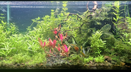 aquarium Communautaire