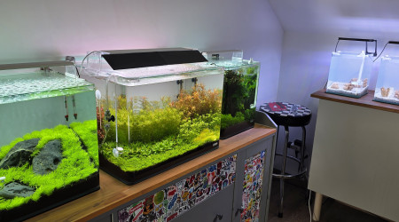 aquarium Iwagumi 30 L