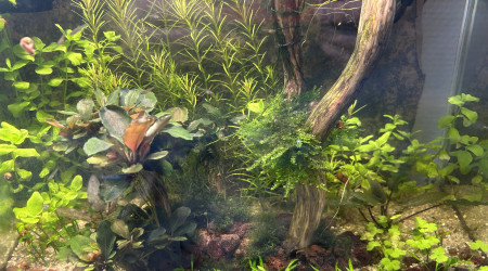 Bac d’alevinage et de sélection en attente de crevettes