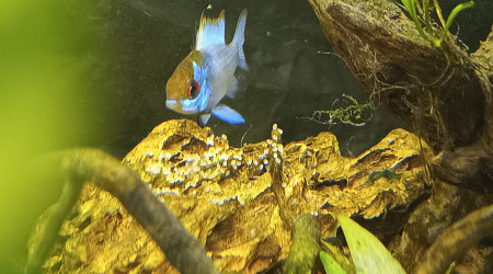 1ère ponte Ramirrezi bleu électrique