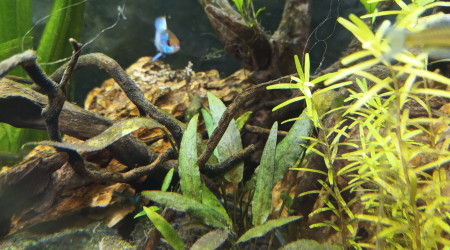 1ère ponte Ramirrezi bleu électrique