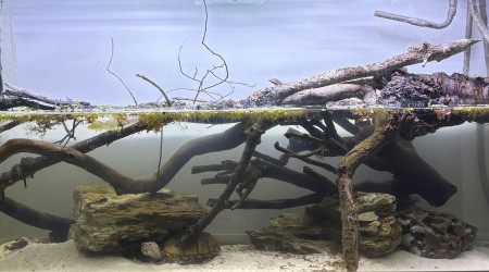 aquarium Aquarium sternotherus carinatus 2