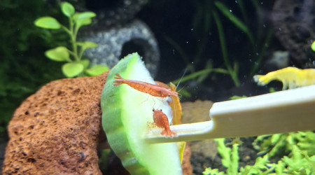 C'est concombre ce soir...