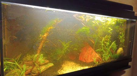 Bientôt un mois de jungle