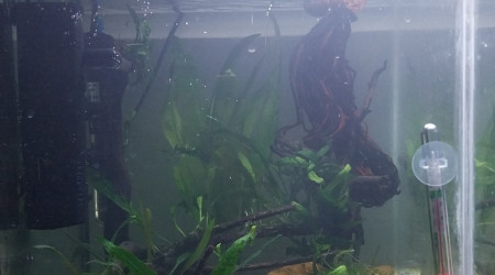 aquarium Le Monde de Binou - Spé Killi Striatum