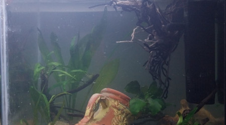 aquarium Le monde de Bebou - Spé Killi Pseudepiplatys Annulatus