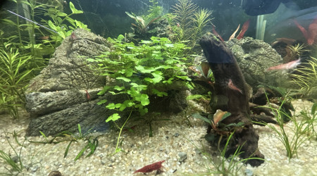 aquarium Neocaridina red fire cherry