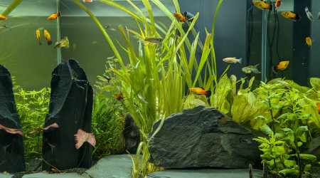 aquarium CIANO EMOTION PRO 60