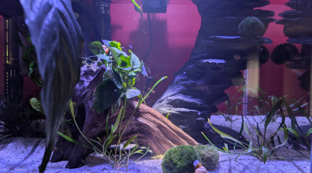 aquarium AMTRA NANOSCAPING 35