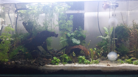 aquarium 48L Australo Guinéen