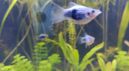 aquarium danios