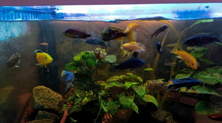 aquarium Mbunas