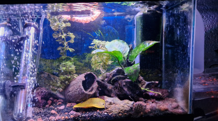 aquarium Bac de ponte