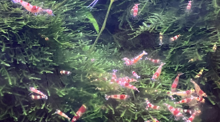 aquarium Caridina red crystal CRS