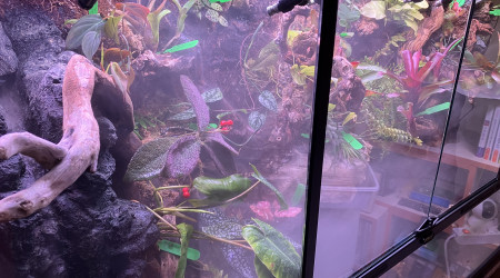 aquarium Paludarium tropical