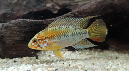 Apistogramma Macmasteri mâle
