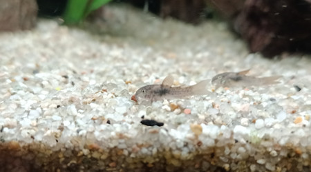alevins de Corydoras aeneus