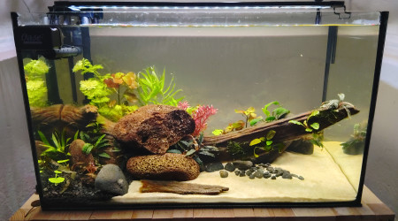 aquarium 60l Wildscape Ardèche