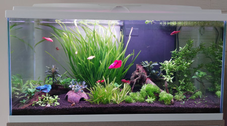 aquarium Barbus cerise et bettas
