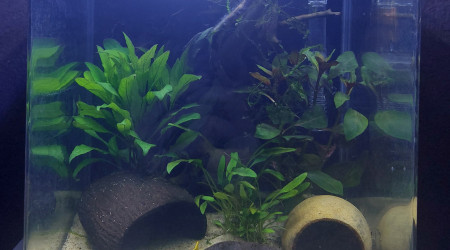 aquarium Néocaridina 10l