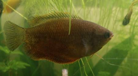 Mes chunas et ma Trichogaster red 134L- Asiat