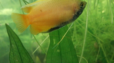 Mes chunas et ma Trichogaster red