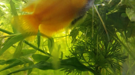 Mes chunas et ma Trichogaster red